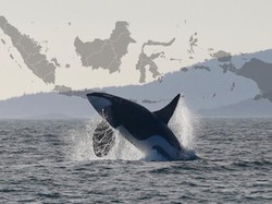 Penampakan Orca di Indonesia