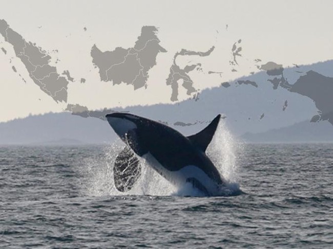 Penampakan Orca di Indonesia