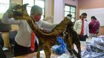 Kasihan Harimau Sumatera Ini Tinggal Kulit