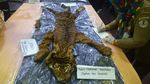 Kasihan Harimau Sumatera Ini Tinggal Kulit