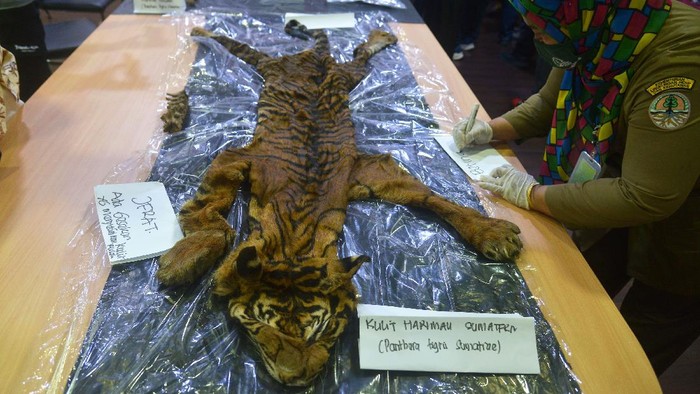 Kasihan Harimau Sumatera Ini Tinggal Kulit