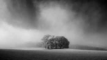 The Copse karya Jason Hudson berada di posisi kedua. Foto: Jason Hudson/World Landscape Photographer