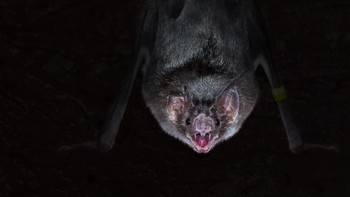 Inilah wajah seram kelelawar vampir. Nama ilmiahnya adalah Desmondus rotundus. (Getty Images/iStockphoto/Gabriel Mendes)