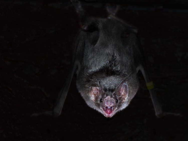 Kelelawar Vampir Desmodus Rotundus Desmodus rotundus in a limestone cave. Kelawar penghisap darah hewan ternak di Amerika Tengah