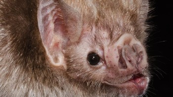 Kelelawar vampir adalah mamalia terbang dan bersifat karnivora. Hewan ini sungguhan menghisap darah. (Getty Images/iStockphoto/Gabriel Mendes)