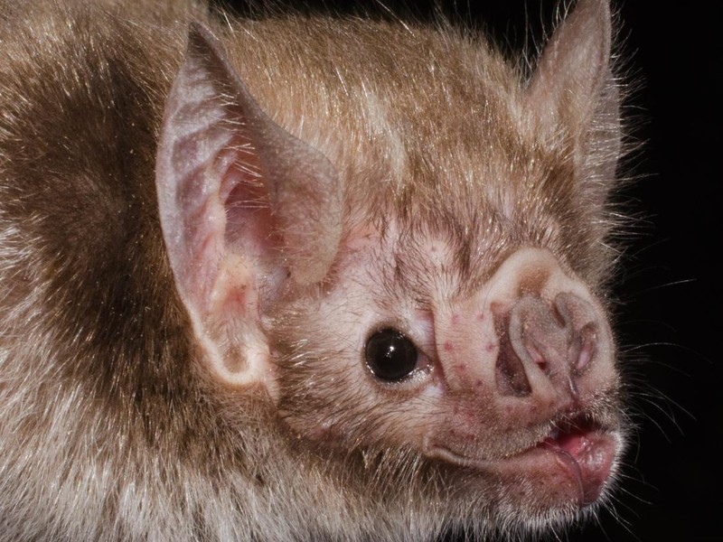 Desmodus rotundus in a limestone cave. Kelawar penghisap darah hewan ternak di Amerika Tengah
