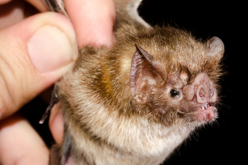 Desmodus rotundus in a limestone cave. Kelawar penghisap darah hewan ternak di Amerika Tengah