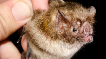 Nama dan perilakunya seram. Tapi untungnya kelelawar vampir berukuran kecil (Getty Images/iStockphoto/Gabriel Mendes)