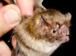 Wujud Seram Kelelawar Vampir Penghisap Darah