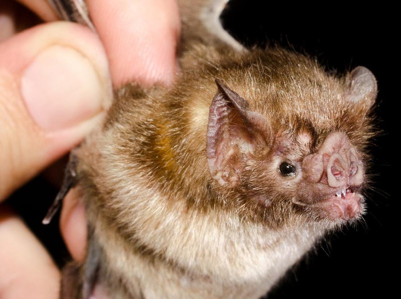 Desmodus rotundus in a limestone cave. Kelawar penghisap darah hewan ternak di Amerika Tengah