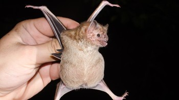 Panjang tubuhnya hanya sekitar 9 cm, lebar sayapnya 18 cm, beratnya 60 gram. Alias sekepalan tangan. (Getty Images/iStockphoto/Gabriel Mendes)
