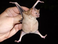 Wujud Seram Kelelawar Vampir Penghisap Darah