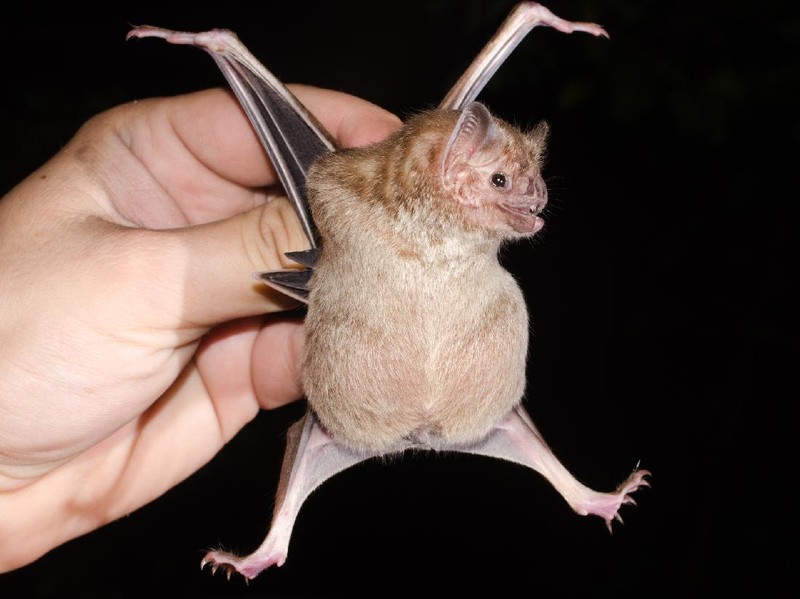Desmodus rotundus in a limestone cave. Kelawar penghisap darah hewan ternak di Amerika Tengah