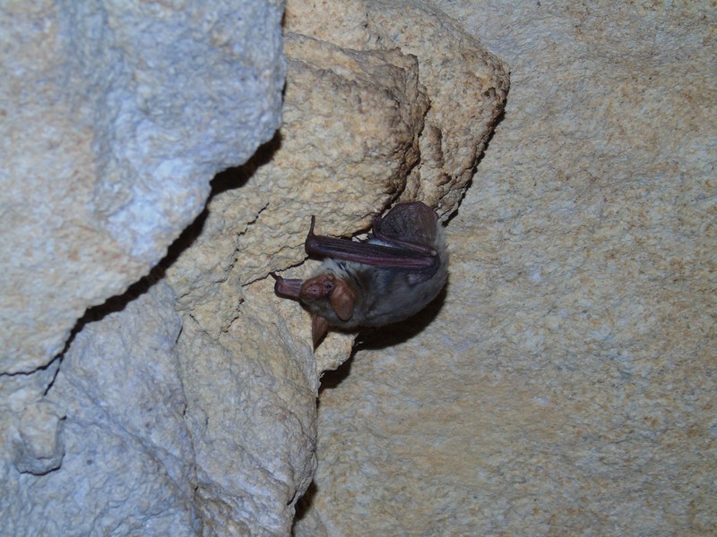 Desmodus rotundus in a limestone cave. Kelawar penghisap darah hewan ternak di Amerika Tengah