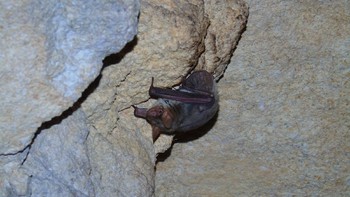 Kelelawar vampir bisa hidup selama 9 tahun. Data dari International Union for Conservation of Nature (IUCN) status hewan ini adalah Least Concerned atau tidak terancam kelestariannya (Getty Images/iStockphoto/Gabriel Mendes)