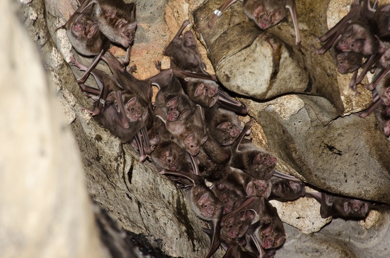 Desmodus rotundus in a limestone cave. Kelawar penghisap darah hewan ternak di Amerika Tengah