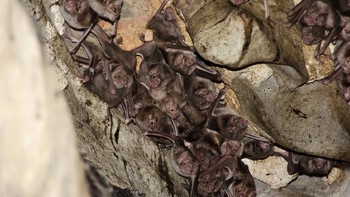 Mereka hidup dalam koloni 100-1.000 ekor dan berburu darah saat malam hari. Sasaran mangsanya adalah hewan ternak seperti sapi, kambing dan kuda (Getty Images/iStockphoto/Gabriel Mendes)