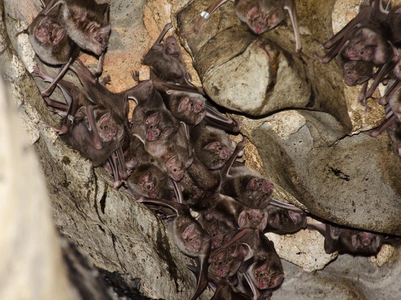 Desmodus rotundus in a limestone cave. Kelawar penghisap darah hewan ternak di Amerika Tengah