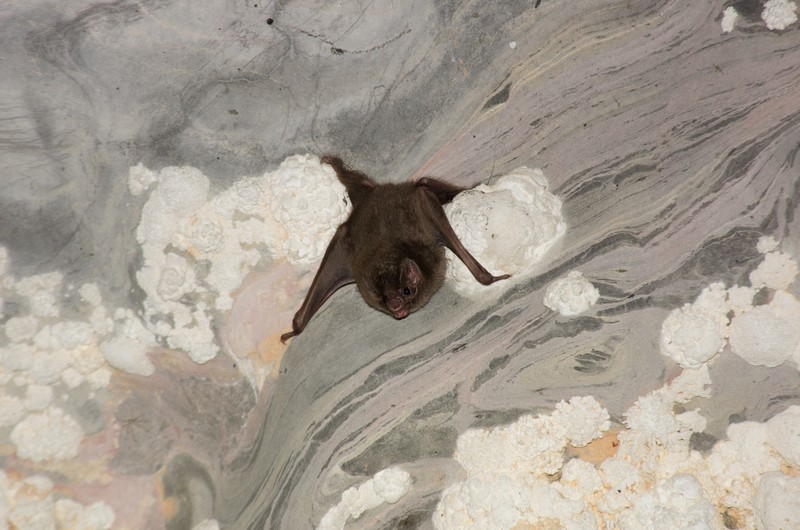 Desmodus rotundus in a limestone cave. Kelawar penghisap darah hewan ternak di Amerika Tengah