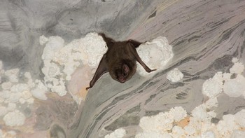 Kelelawar vampir hinggap dulu di tanah dekat korban. Sensor panasnya bisa mendeteksi aliran darah, baru dia menghisapnya selama 30 menit. Giginya tajam dan punya air liur yang mencegah pembekuan darah. (Getty Images/iStockphoto/Gabriel Mendes)