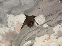 Desmodus rotundus in a limestone cave. Kelawar penghisap darah hewan ternak di Amerika Tengah