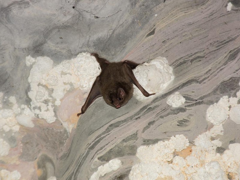 Desmodus rotundus in a limestone cave. Kelawar penghisap darah hewan ternak di Amerika Tengah