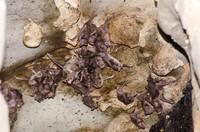 Desmodus rotundus in a limestone cave. Kelawar penghisap darah hewan ternak di Amerika Tengah