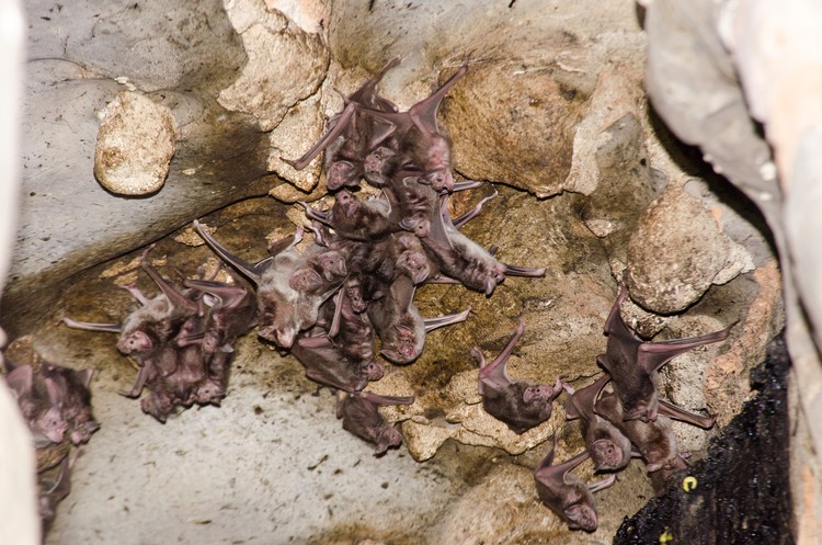 Desmodus rotundus in a limestone cave. Kelawar penghisap darah hewan ternak di Amerika Tengah