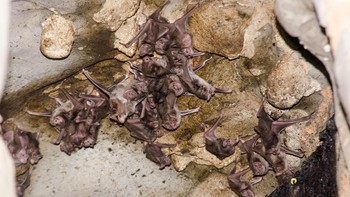 Menurut para ilmuwan, satu koloni dengan 100 kelelawar vampir dalam setahun bisa mengonsumsi darah setara dengan 25 ekor sapi (Getty Images/iStockphoto/Gabriel Mendes)