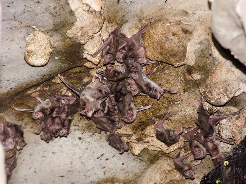 Desmodus rotundus in a limestone cave. Kelawar penghisap darah hewan ternak di Amerika Tengah