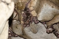 Desmodus rotundus in a limestone cave. Kelawar penghisap darah hewan ternak di Amerika Tengah