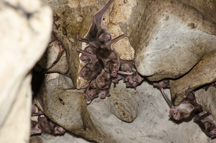 Desmodus rotundus in a limestone cave. Kelawar penghisap darah hewan ternak di Amerika Tengah