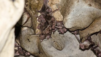 Untungnya kelelawar vampir tidak ada di Indonesia. Habitatnya ada di gua-gua kapur tropis di Meksiko, Amerika Tengah dan Latin (Getty Images/iStockphoto/Gabriel Mendes)