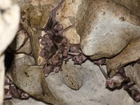 Desmodus rotundus in a limestone cave. Kelawar penghisap darah hewan ternak di Amerika Tengah