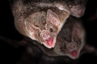 Desmodus rotundus in a limestone cave. Kelawar penghisap darah hewan ternak di Amerika Tengah