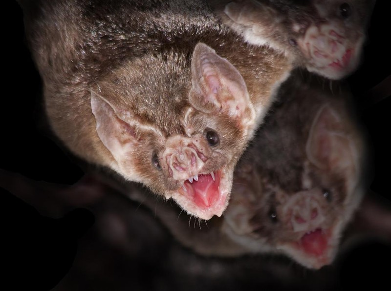 Desmodus rotundus in a limestone cave. Kelawar penghisap darah hewan ternak di Amerika Tengah