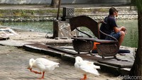 Tak hanya itu, para pengunjung juga dapat melihat beragam hewan wara-wiri di sana, mulai dari bebek hingga rusa.