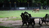 Oleh karena itu, guna mengantisipasi penyebaran virus Corona, meski kembali dibuka untuk umum, sejumlah protokol kesehatan diterapkan di Taman Balekambang yang berada di kawasan Solo. Penerapan protokol kesehatan itu pun diharapkan dapat memberi rasa aman dan nyaman bagi para pengunjung yang beraktivitas di taman tersebut.
