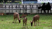 Taman Balekambang yang berada di kawasan Solo, Jawa Tengah, kembali dibuka untuk umum. Kawasan itu kembali dibuka sejak Jumat (19/6) lalu.