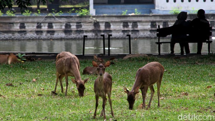 Kembali Dibuka, Taman Balekambang Solo Sepi Pengunjung Taman Balekambang yang berada di kawasan Solo kembali dibuka untuk umum. Meski telah dibuka, kawasan itu masih sepi dari pengunjung.