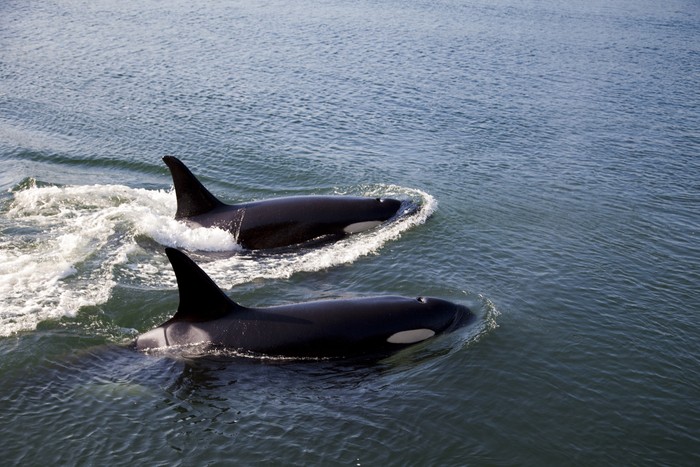 orca atau paus pembunuh