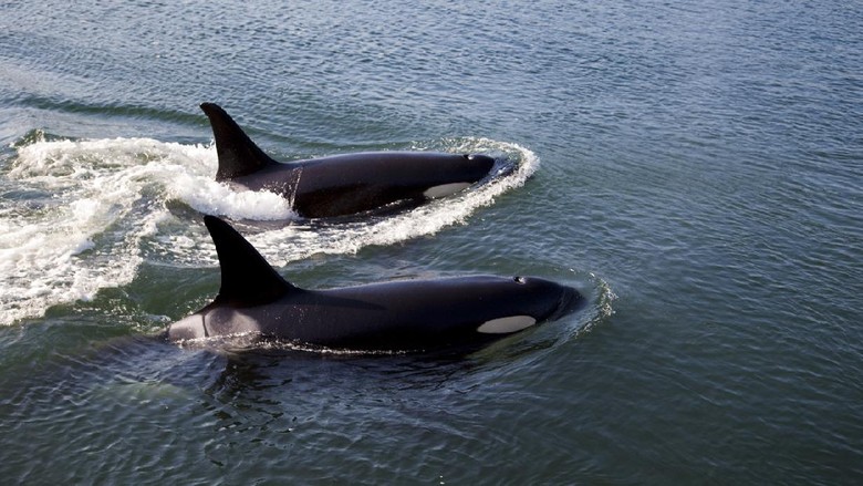 orca orca atau paus pembunuh