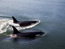 Misteri Orca Lahap 7 Berang-Berang Laut Utuh, Buat Ilmuwan Bingung