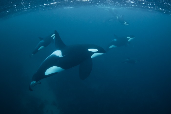 orca atau paus pembunuh