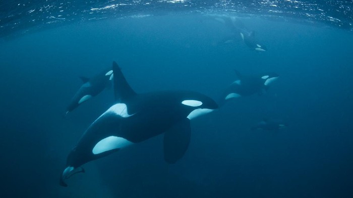 orca atau paus pembunuh