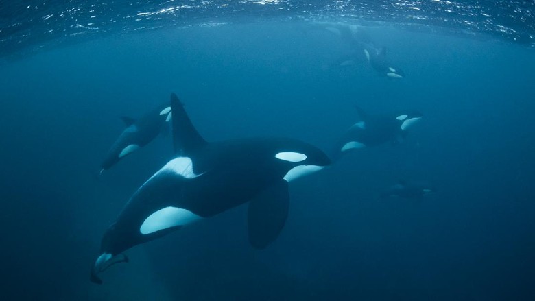 Orca orca atau paus pembunuh