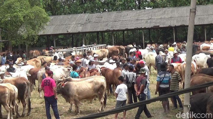 Pasar hewan di Purwakarta