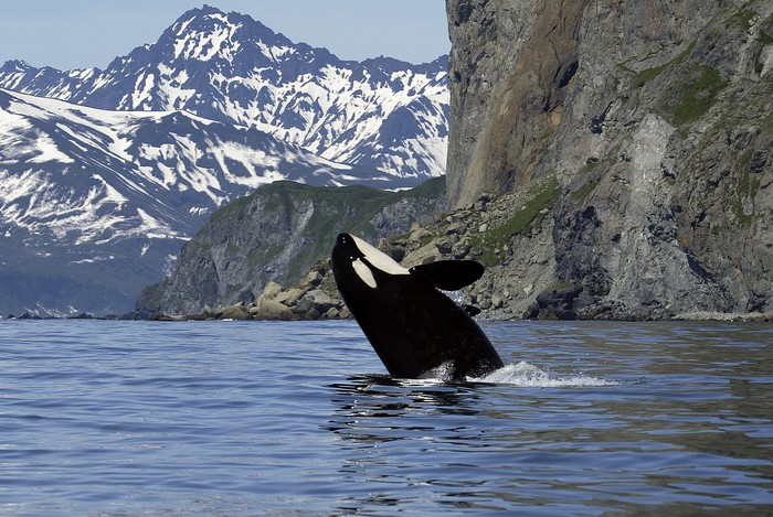 killer whale in wild