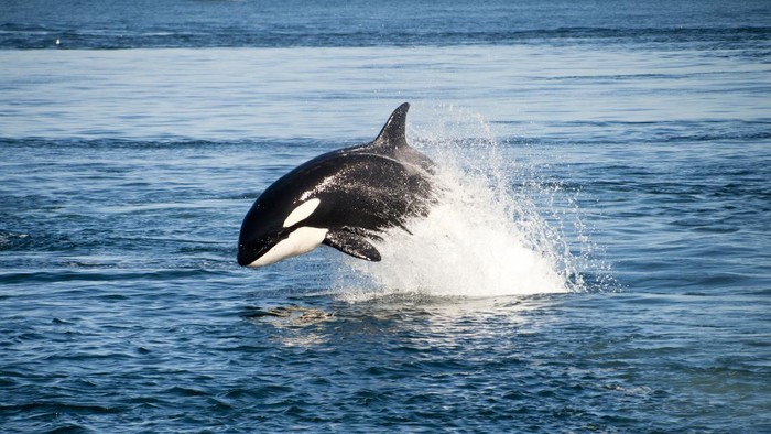 killer whale