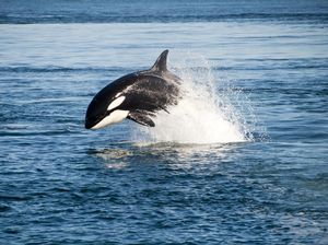 Jessica Radcliffe Tewas Diserang Paus Orca Ternyata Hoax, Ini Faktanya